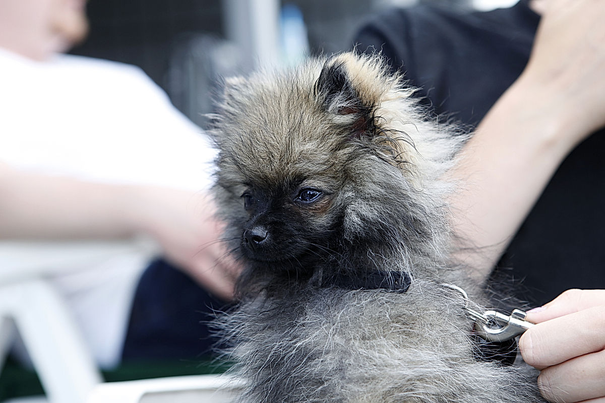 Funktionärer - 2011 - SommarRock Svedala