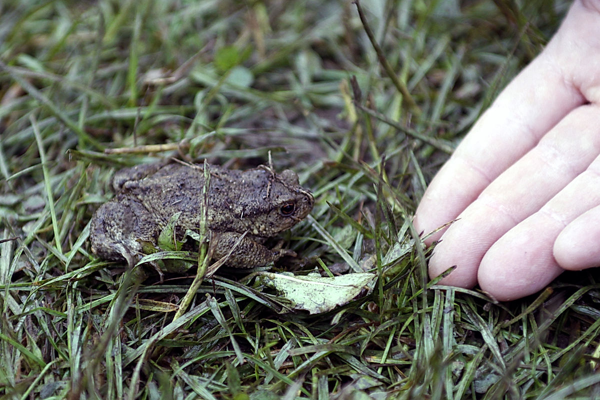 Funktionärer - 2011 - SommarRock Svedala