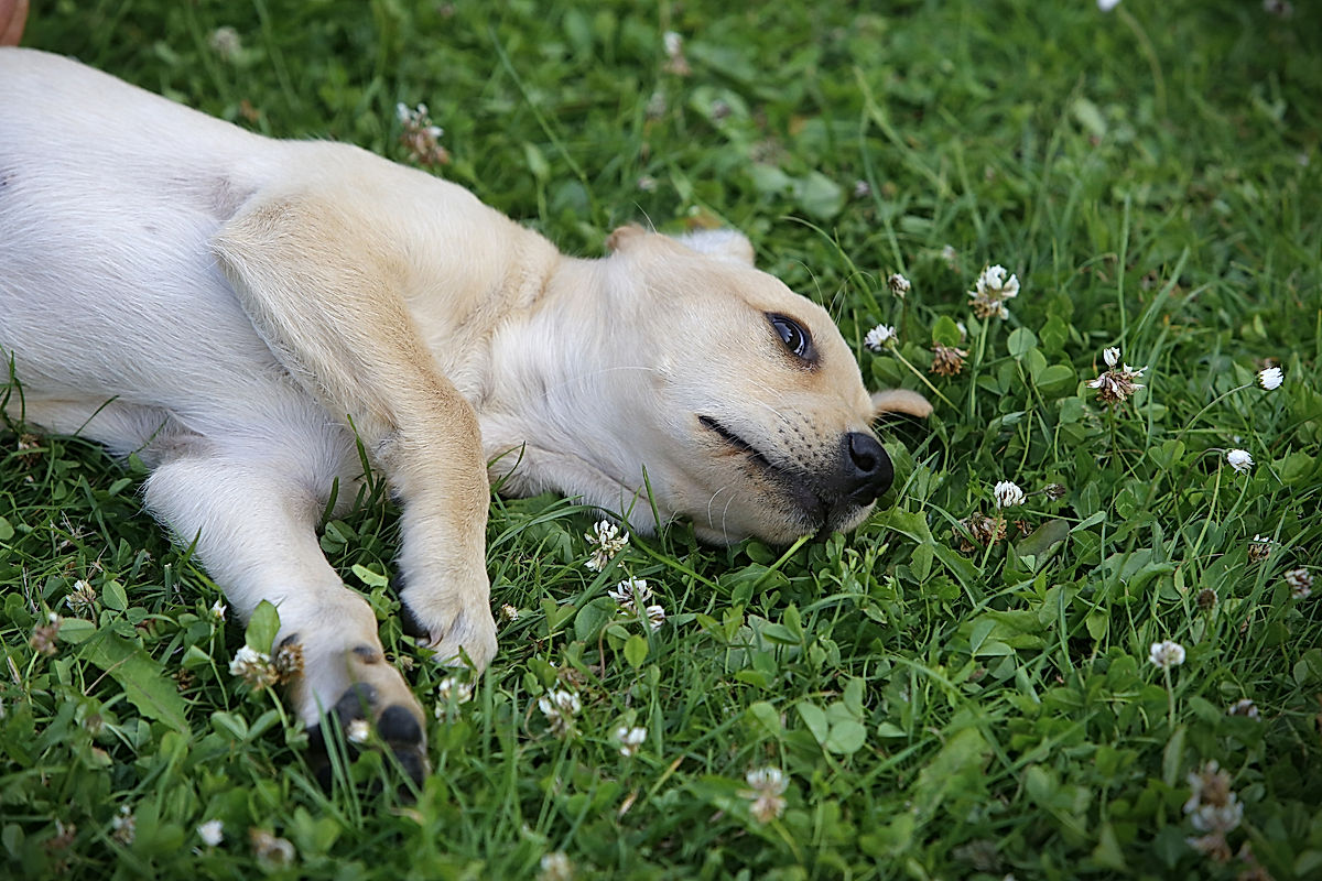 Funktionärer - 2013 - SommarRock Svedala