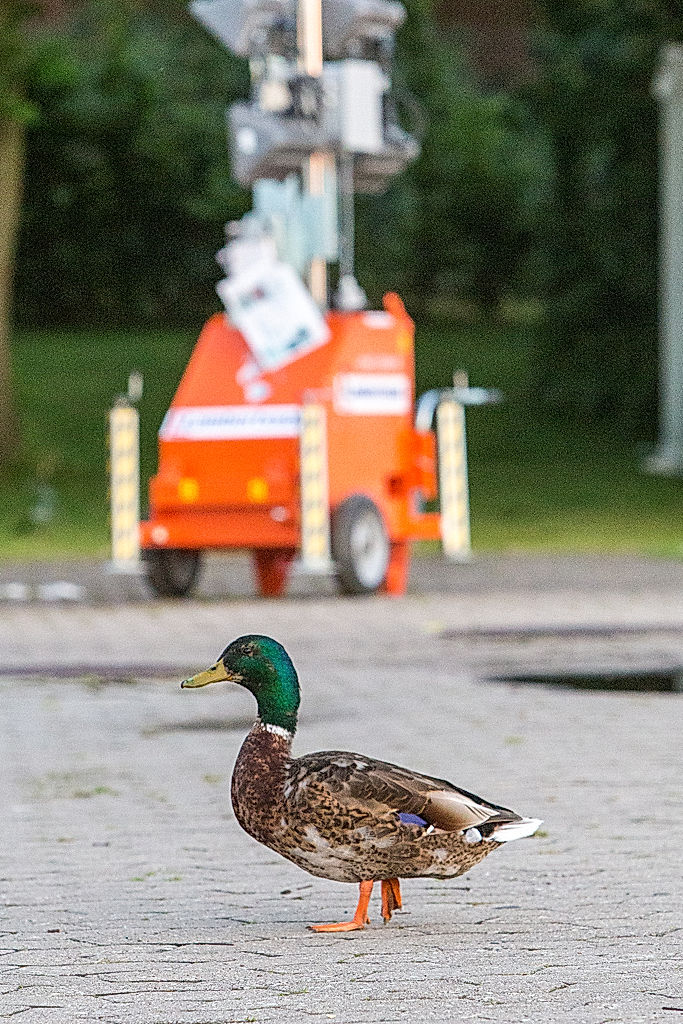 Funktionärer - 2014 - SommarRock Svedala