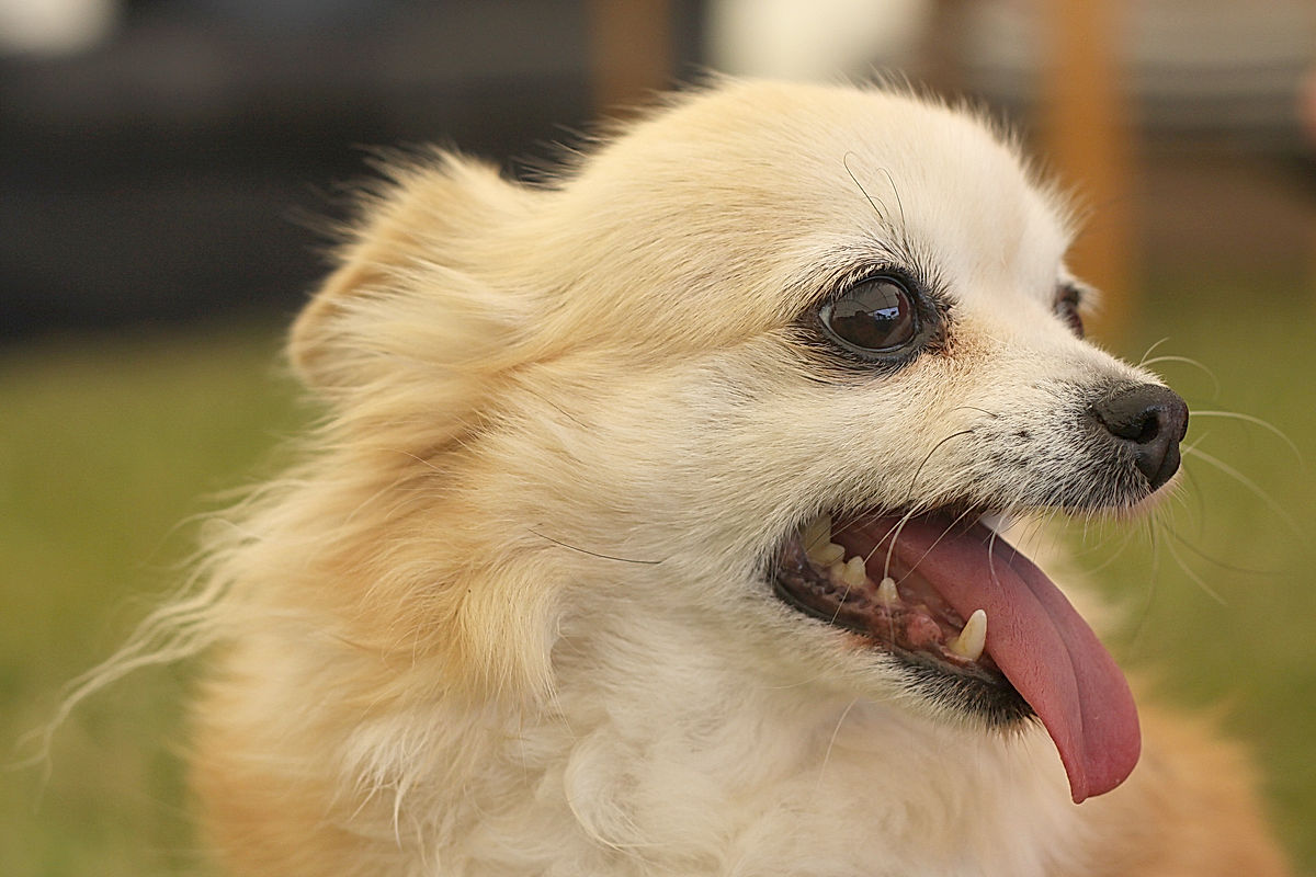 Funktionärer - 2014 - SommarRock Svedala